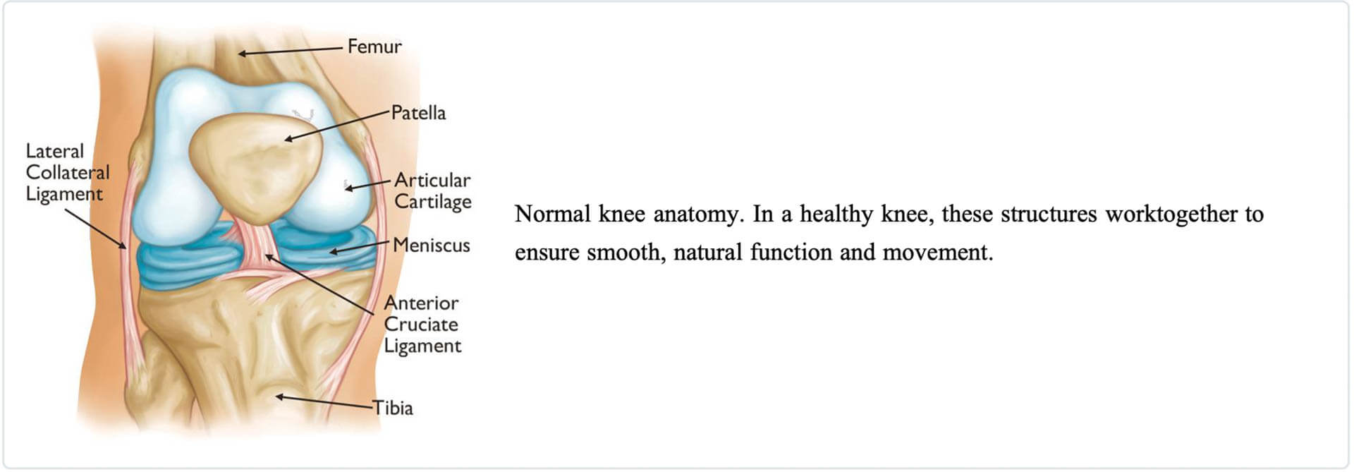 knee anatomy